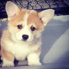 corgi puppy