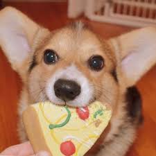 corgi eating