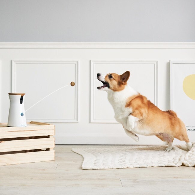 corgi fetching
