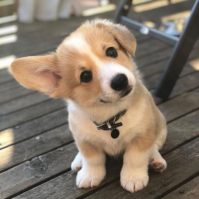 corgi puppy