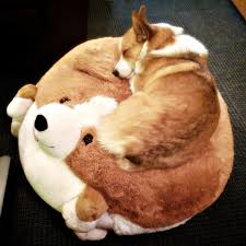 corgi sleeping
