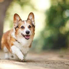 corgi walking